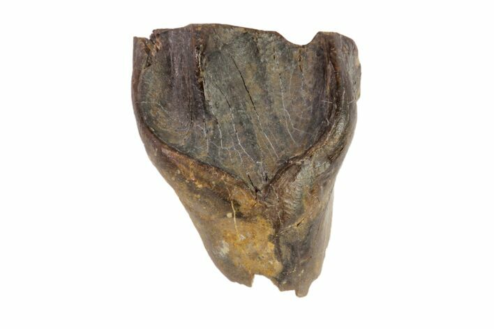 Leptoceratops Tooth - Hell Creek Formation, South Dakota #81649